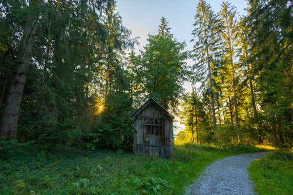 Die heimischen Wälder werden untersucht. hartinger