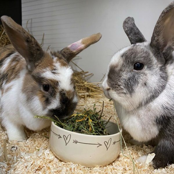 Ohne Besitzer: Anastasia und Cinderella.