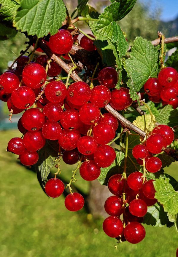 Ribisel/Johannisbeeren stehen hoch im Kurs. gindl/apa