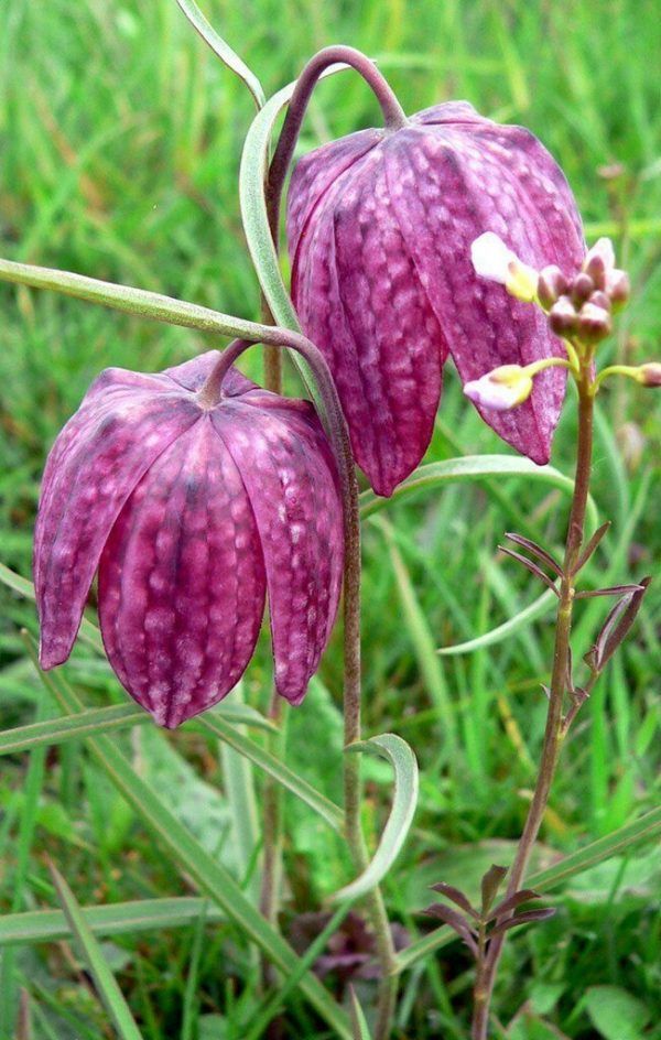Schachblumen sind wie Tulpen mehrjährig. dpa/ino