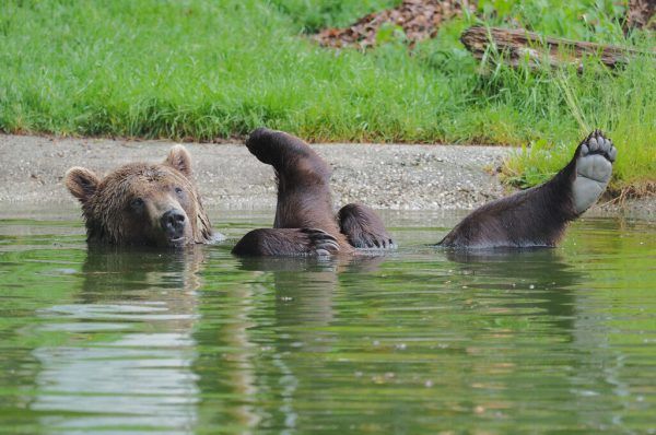So ein Bär hat’s schwer, vor allem im Montafon. APA/VIER PFOTEN/GERLINDE MAIRHOFER