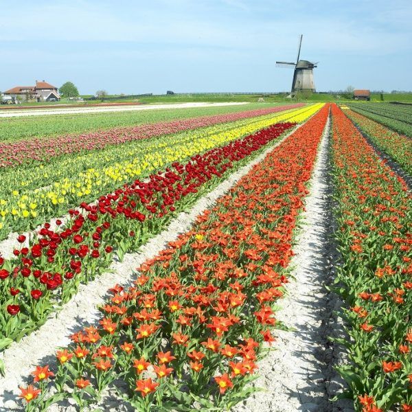 Weniger Blumen verkauft. neue