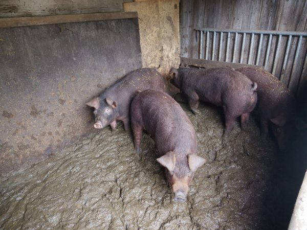 Die Schweine standen im Kot. vgt