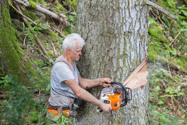 Der Wald schafft Arbeit. hartinger