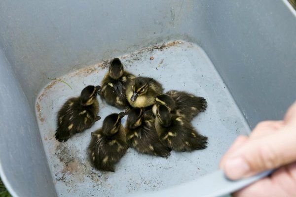 Unverletzte Enten-Küken. Mathis Foto