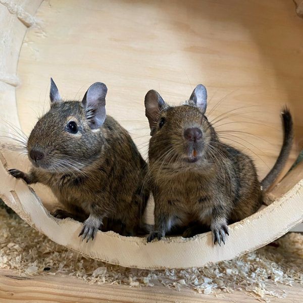 Degus sind sehr soziale Tiere.