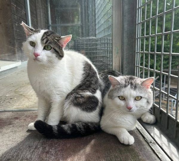 Die Katzen-Brüder sind vorsichtig.