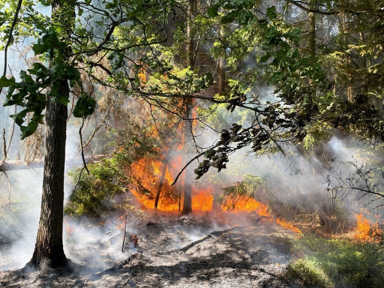 Waldbrände könnten für die Gemeinden in Zukunft teurer werden.Apa