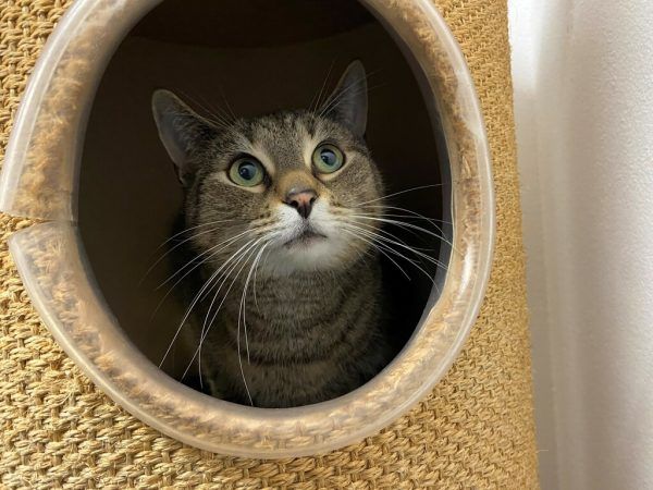 Kater Flo hätte gerne einen Freund.