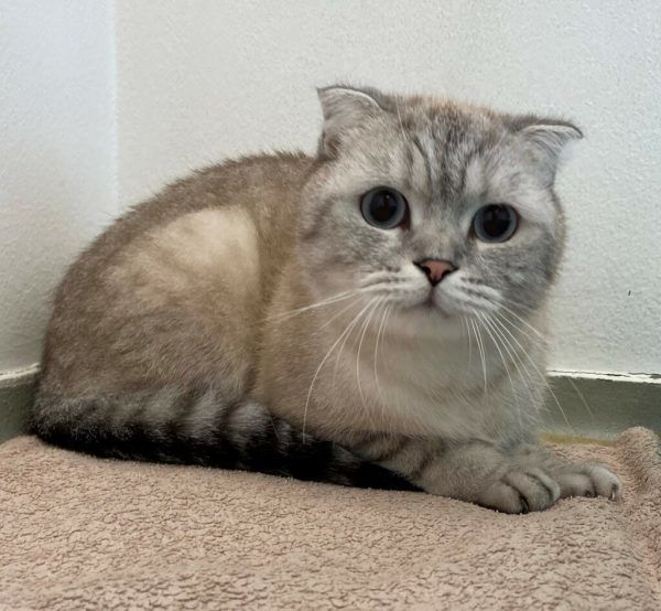 Oggy sucht mit Olivia ein Zuhause.