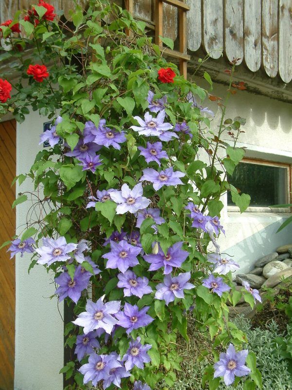 So in etwa sollen die Clematis in den nächsten Jahren wachsen. Rammel/Symbolbild