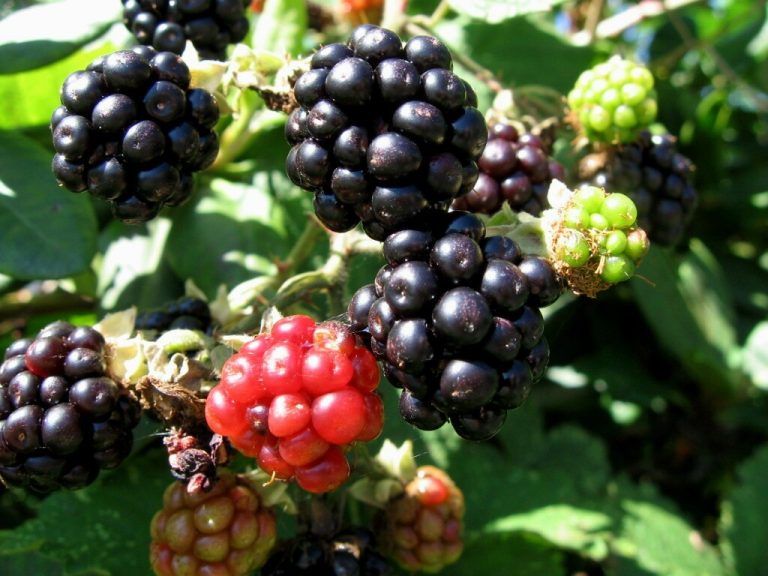 Bevor die Brombeere blau wird, wird sie bekanntlich rot.neue (4)