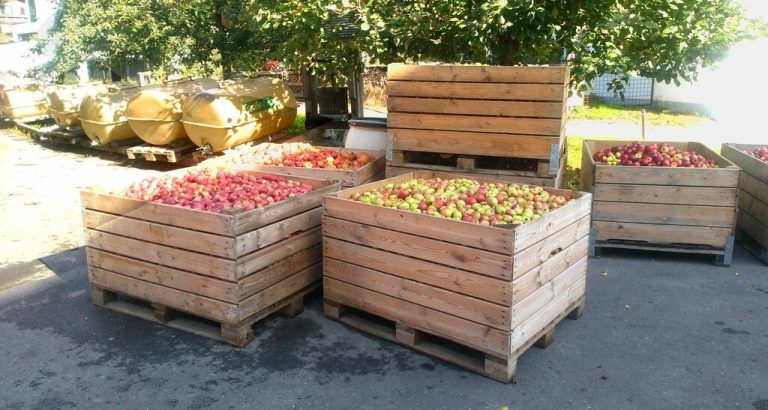 Das Obst für den Most ist bereit.LK Vorarlberg