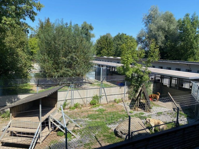 Der Eindruck täuscht: Bei Hunden ist die Kapazitätsgrenze erreicht.Tierschutzheim (4)