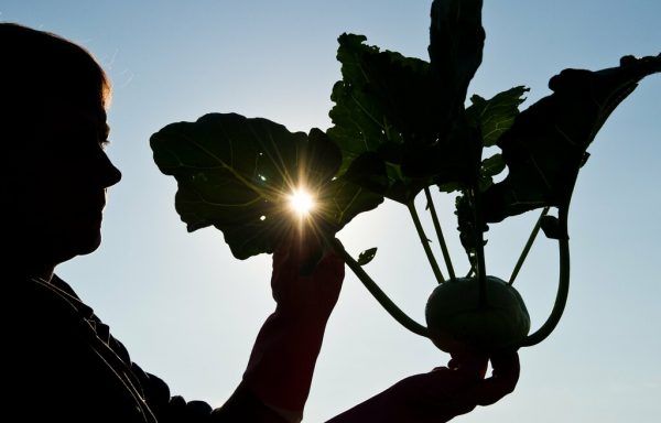 Der Kohlrabi ist nur eine von vielen Varianten des Gemüsekohls. Patrick Pleul/DPA