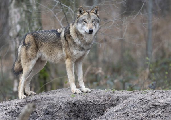 Der Wolf hält Tirol in Atem. APA/dpa