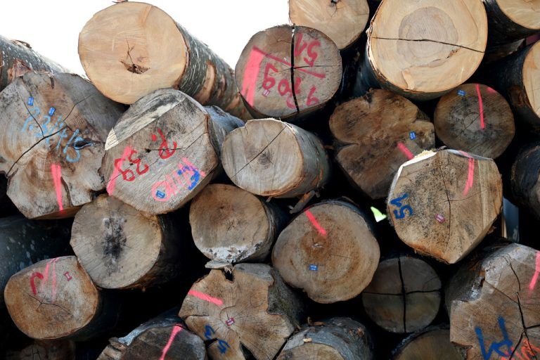 Die steigende Nachfrage nach Holz sorgt für neue Konkurrenzkämpfe.APA/Barbara Gindl
