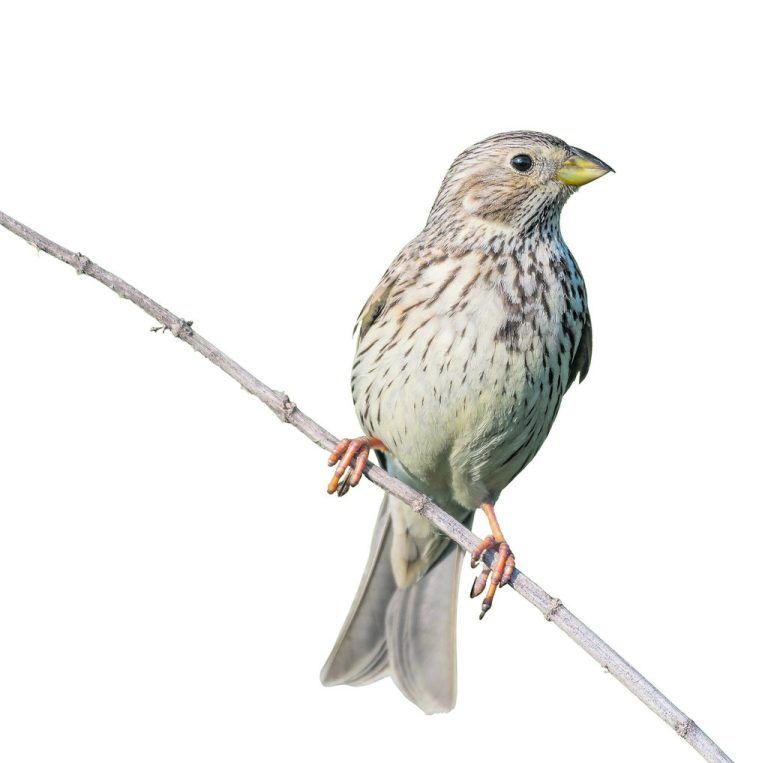 Die unauffällige Grauammer, die größte heimische Ammer, zählt zu den bedrohtesten Vogelarten in Öster­reich. In Vorarlberg dürfte sie laut Expertin seit zwei Jahren nicht mehr brüten. BirdLife/Samuel schnierer