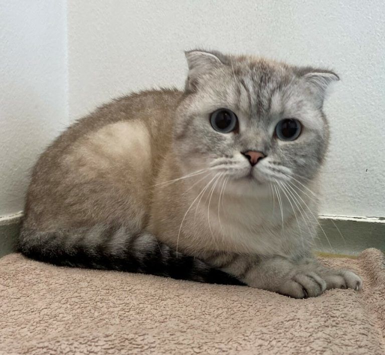 Oggy wird mit Olivia vermittelt.