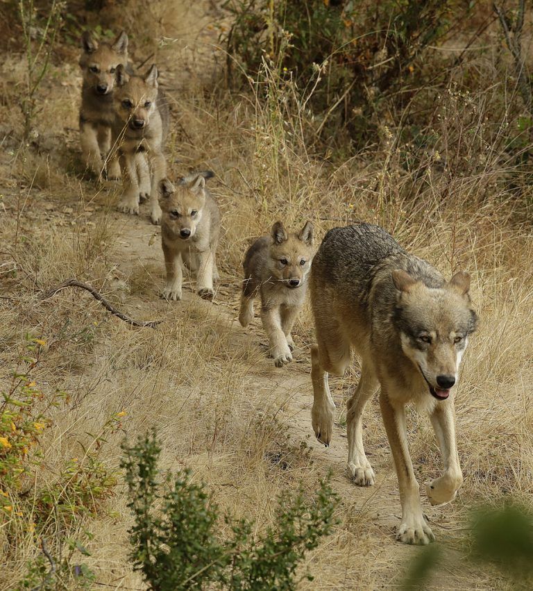 Wolf in Osttirol erlegt. symbol/ap
