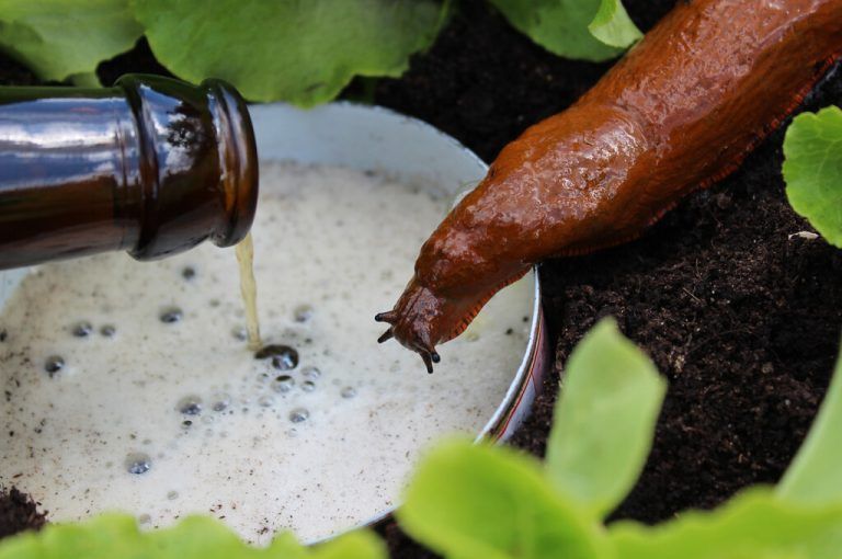 Bierfallen gegen Schnecken sind ein Mythos. shutterstock