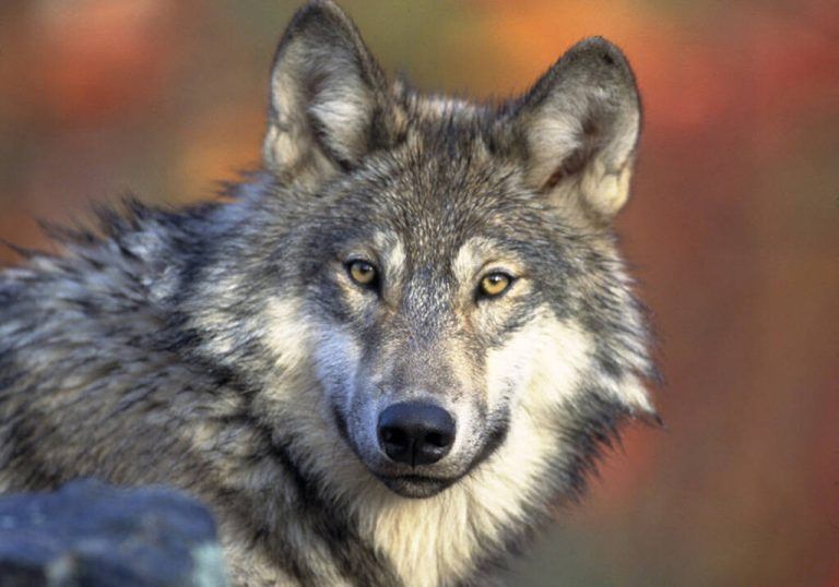Es geht um den Schutzstatus des Wolfs.AP/Gary Kramer