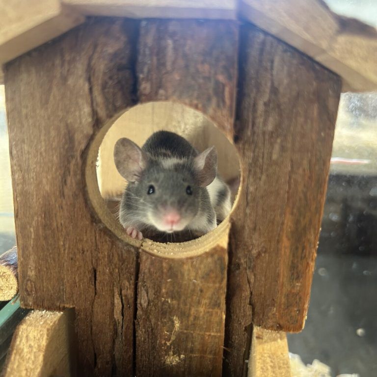 Die Farbmäuse suchen ein Heim.
