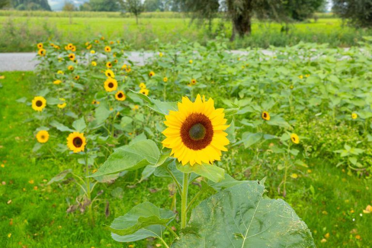 Gerade einmal auf einem Hektar wurden 2022 in Vorarlberg Sonnenblumen angebaut.Hartinger