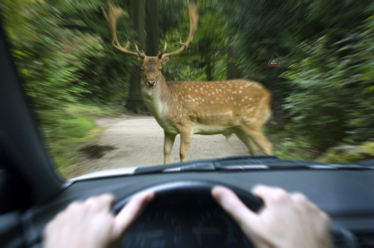 Wenn Wild auf der Straße steht, ist Ausweichen meist riskant.Fotolia