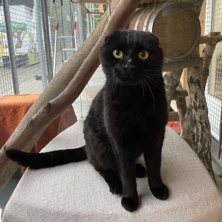 Blacky ist sehr liebesbedürftig.