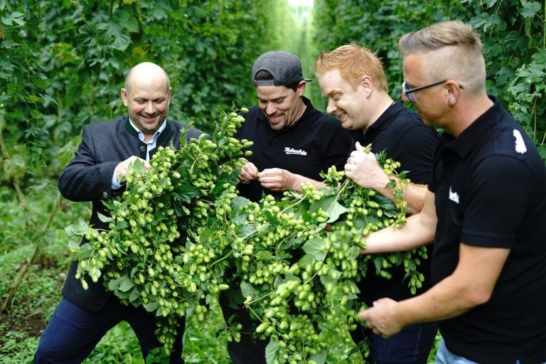 Braumeister Tim Groeger (l.) und seine Kollegen von der Mohrenbrauerei begutachten den Aromahopfen.Sabrina Schneider