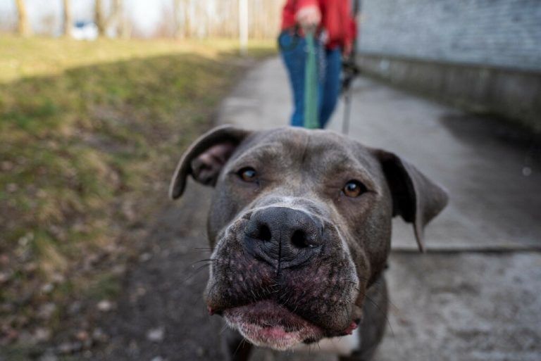 Der Hund wurde wegen Gefahr im Verzug eingeschläfert. AFP