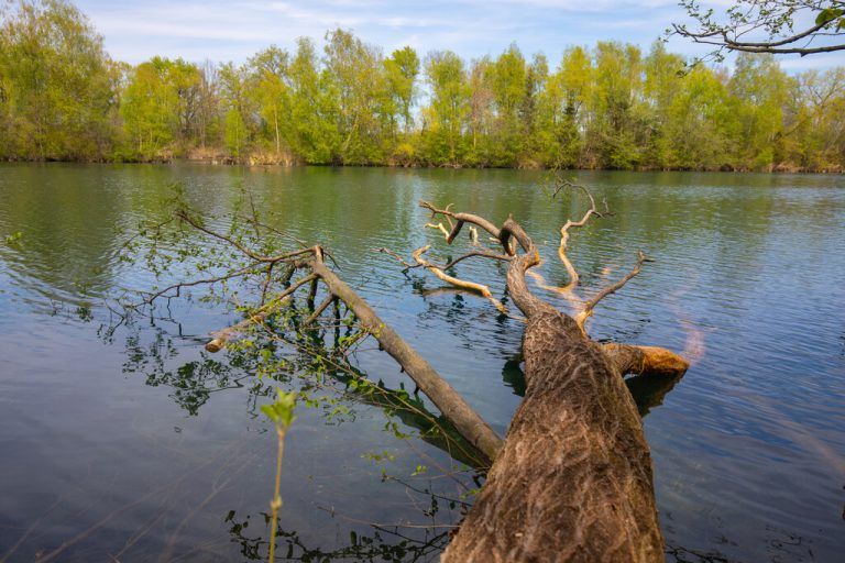Der Pilgerweg der Frauenbewegung führt zum Rhein.hartinger