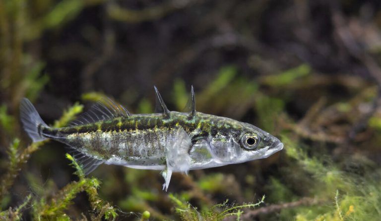 Nur 50 Stichlinge wurden bei Befischungen gefangen. ⇒shutterstock