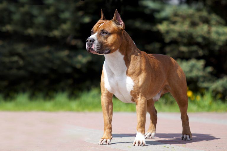 Einer der drei Staffordshire Terrier wurde am selben Tag eingeschläfert.Shutterstock