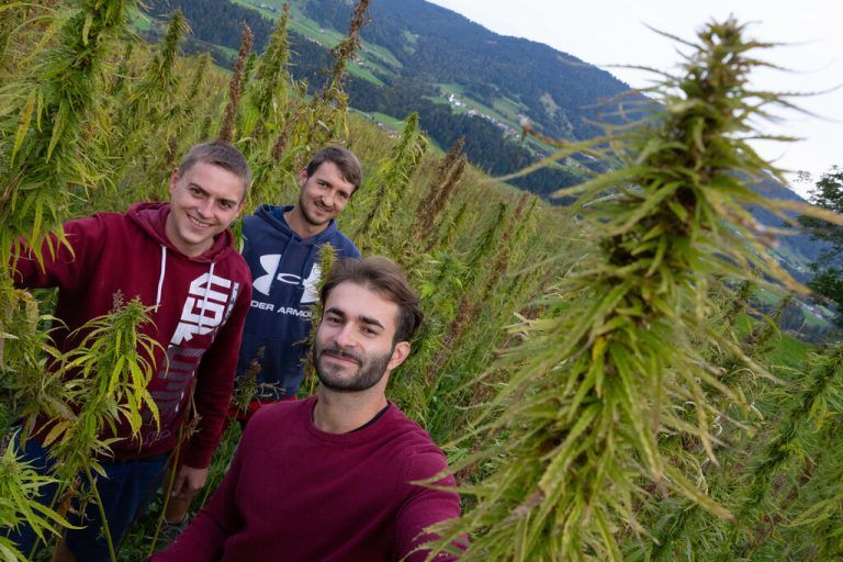 Gervin Huber und Aaron Kirmair (vorne) sowie Tobias Vögel (hinten) im Feld, kurz bevor sie es ernten.