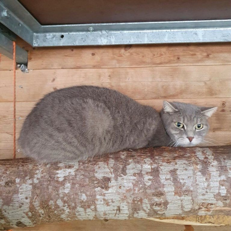 Lucky möchte einen Artgenossen.