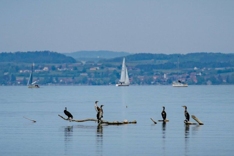 Quaggamuschel (ganz oben) und Kormorane (oben) tragen unter anderem zur Dezimierung der Felchen bei. APA/dpa/Seeger, Dietmar Stiplovsek