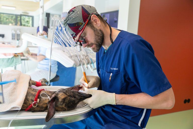 Zahnbehandlungen gehören zu den alltäglicheren Eingriffen in der Tierklinik. Hartinger (6)
