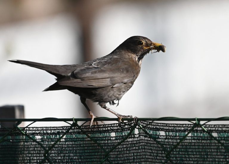 Alle Vögel werden gezählt.apa