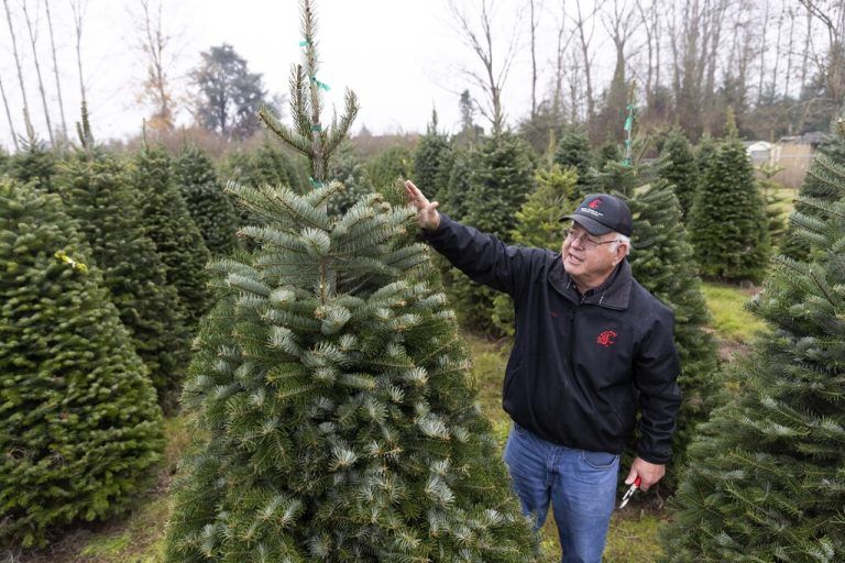 „Dr. Christbaum“ Gary Chastagner betreibt schon seit Jahrzehnten Forschungsarbeit.AP/Jason Redmond