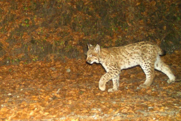 Der Luchs ist mit seinen Pinselohren, dem auffälligen Backenbart und geflecktem Fell eindeutig zu erkennen.APA/Büro für Wildökologie und Forst