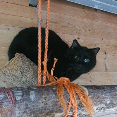 Der süße Kater sucht ein Zuhause.