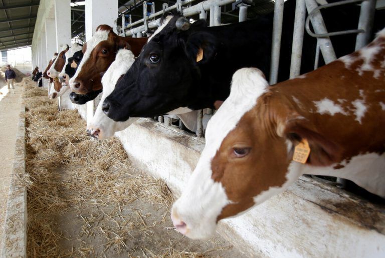 Die Milchkuh-Population in Algerien ist trotz des Imports trächtiger Tiere geschrumpft.Symbolbild/REUTERS