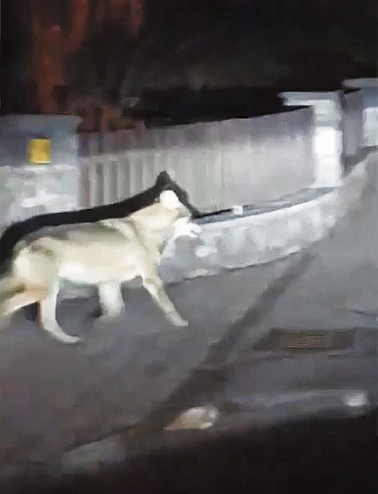 Die Aufnahme des Wolfs.privat