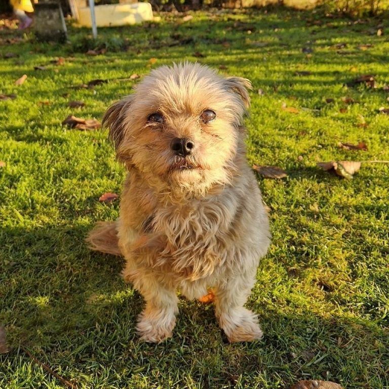 Mischlingshündin Betty.