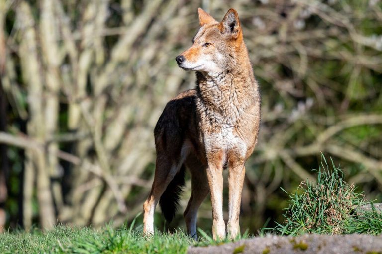 Angebliche Wolfsichtung in Feldkirch. symbolbild/reuters