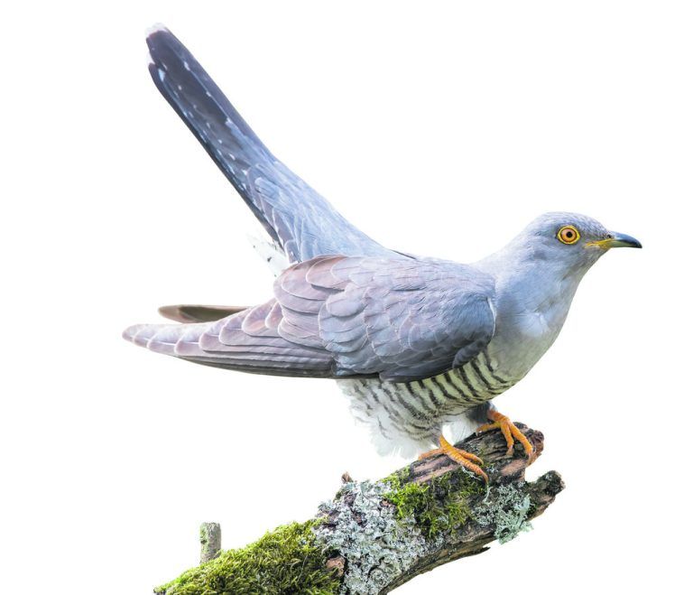 Der Kuckuck bekommt mit den höheren Temperaturen ein Problem.Shutterstock