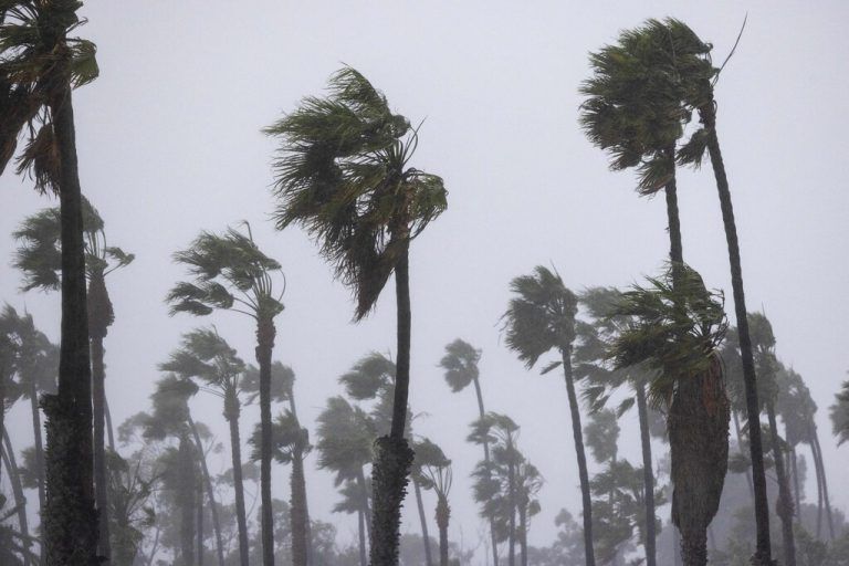 Die Palmen beugen sich im starken Wind.APA/AFP/DAVID MCNEW