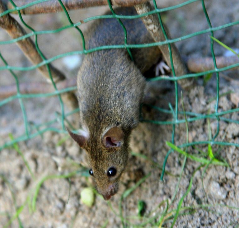 Die Ratten nehmen Wien ein.dpa/Arno Burgi